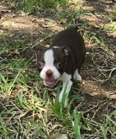 Pink, a female Boston Terrier for sale in Grandview, TX – 3 of 7