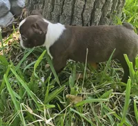 Purple, a female Boston Terrier for sale in Grandview, TX – 5 of 8