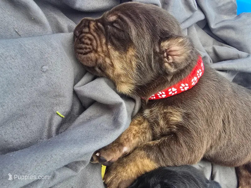 Blade – Cane Corso, Golden Retriever puppy for sale in Grandview, TX