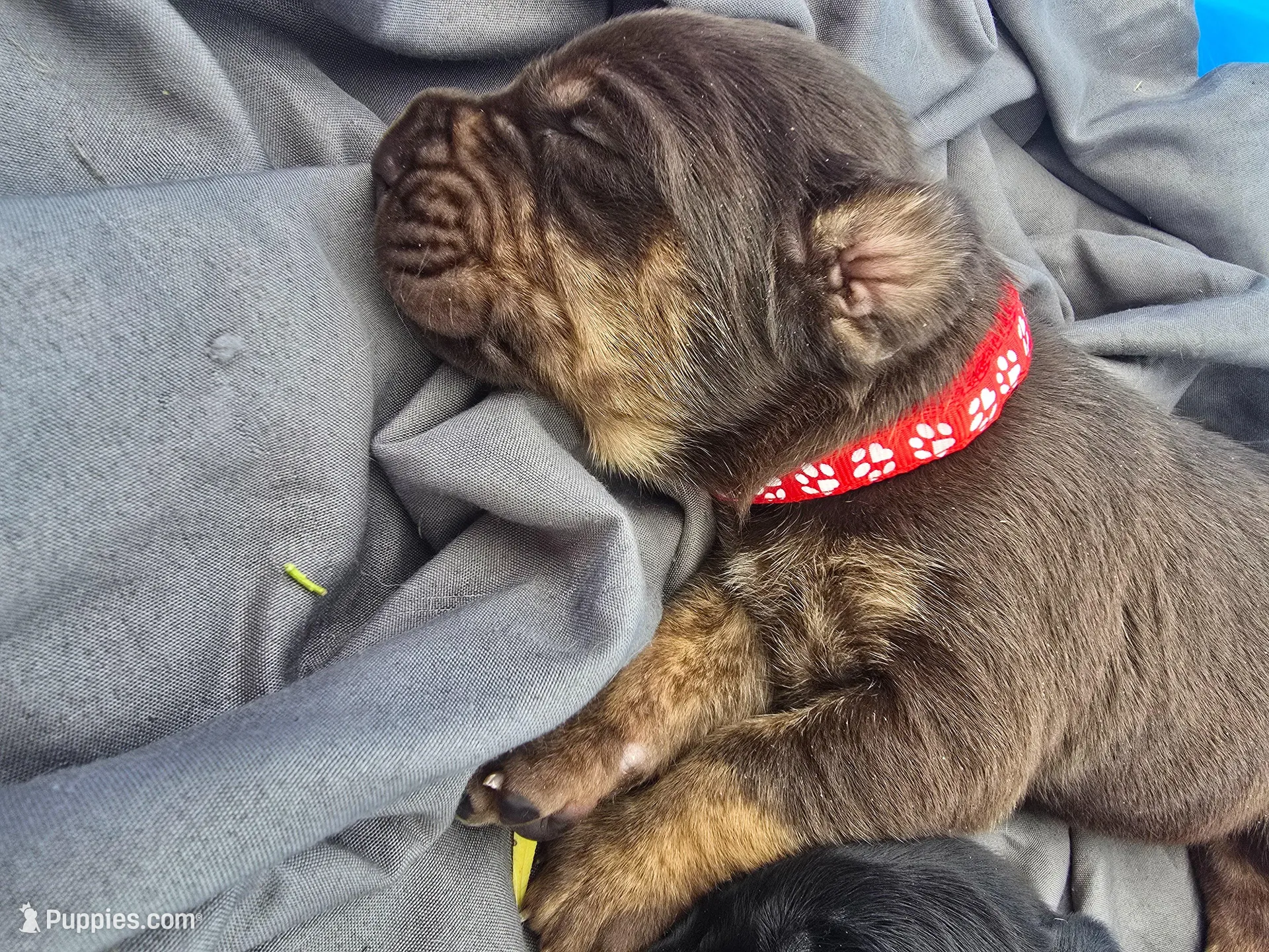 Blade, a female Cane Corso and Golden Retriever for sale in Grandview, TX – Photo 1 of 4