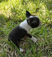 Brown, a male Boston Terrier for sale in Grandview, TX – 3 of 3