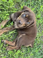 Daisy, a female Cane Corso and Golden Retriever for sale in Grandview, TX – 3 of 4