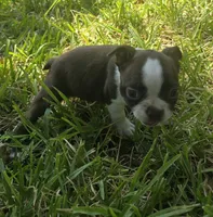 Purple, a female Boston Terrier for sale in Grandview, TX – 7 of 8