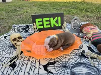 Oz, a male English Bulldog and Boston Terrier for sale in Grandview, TX – 2 of 7