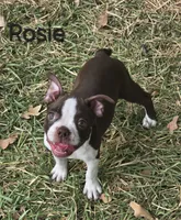 Rosie (Pink), a female Boston Terrier for sale in Grandview, TX – 6 of 7