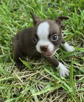 Light Blue, a male Boston Terrier for sale in Grandview, TX – 3 of 6