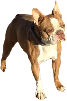 Oz, a male English Bulldog and Boston Terrier for sale in Grandview, TX – 7 of 7