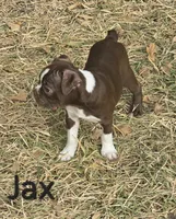 Jax (Green), a male Boston Terrier for sale in Grandview, TX – 2 of 6