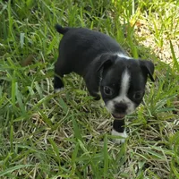 Teal, a male Boston Terrier for sale in Grandview, TX – 3 of 5