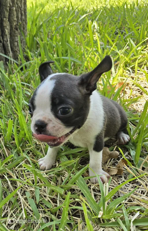 Brown – Boston Terrier puppy for sale in Grandview, TX