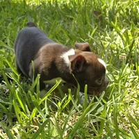 Green, a male Boston Terrier for sale in Grandview, TX – 3 of 7