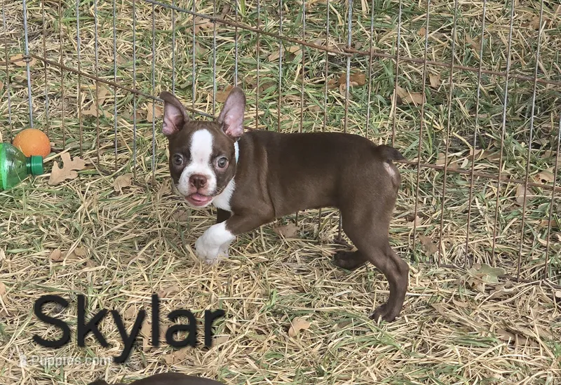 Skylar (Light Blue) – Boston Terrier puppy for sale in Grandview, TX