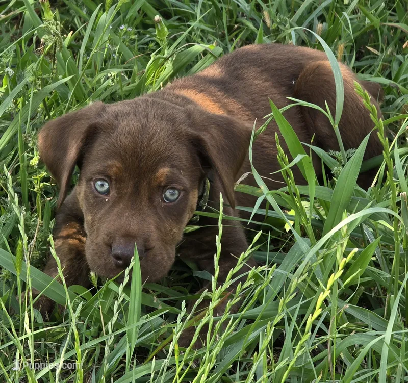 Wrecks – Cane Corso, Golden Retriever puppy for sale in Grandview, TX