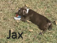 Jax (Green), a male Boston Terrier for sale in Grandview, TX – 6 of 6