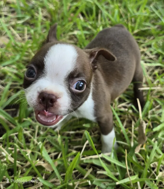 Light Blue – Boston Terrier puppy for sale in Grandview, TX
