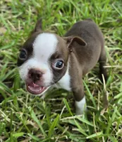 Light Blue, a male Boston Terrier for sale in Grandview, TX – 1 of 6