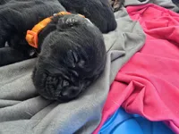 Val, a female Cane Corso and Golden Retriever for sale in Grandview, TX – Photo 4 of 5