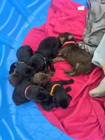 Val, a female Cane Corso and Golden Retriever for sale in Grandview, TX – Photo 2 of 5