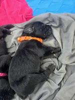 Val, a female Cane Corso and Golden Retriever for sale in Grandview, TX – Photo 3 of 5