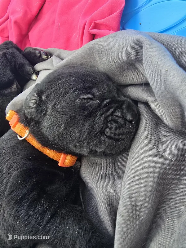 Val – Cane Corso, Golden Retriever puppy for sale in Grandview, TX