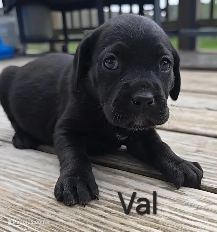 Val – Cane Corso, Golden Retriever puppy for sale in Grandview, TX