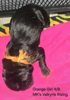 Val, a female Cane Corso and Golden Retriever for sale in Grandview, TX – Photo 5 of 5