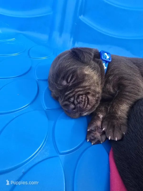 Iron  – Cane Corso, Golden Retriever puppy for sale in Grandview, TX