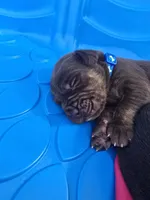 Iron , a male Cane Corso and Golden Retriever for sale in Grandview, TX – Photo 1 of 5