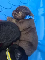 Iron , a male Cane Corso and Golden Retriever for sale in Grandview, TX – Photo 2 of 5