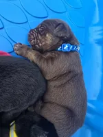 Iron , a male Cane Corso and Golden Retriever for sale in Grandview, TX – Photo 4 of 5