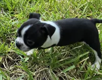 Red, a male Boston Terrier for sale in Grandview, TX – 7 of 7
