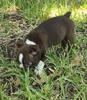 Green, a male Boston Terrier for sale in Grandview, TX – 5 of 7