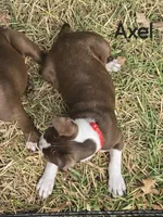 Axel (Red), a male Boston Terrier for sale in Grandview, TX – 2 of 4