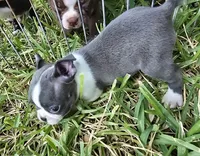 Bonnie, a female Boston Terrier for sale in Grandview, TX – 2 of 3