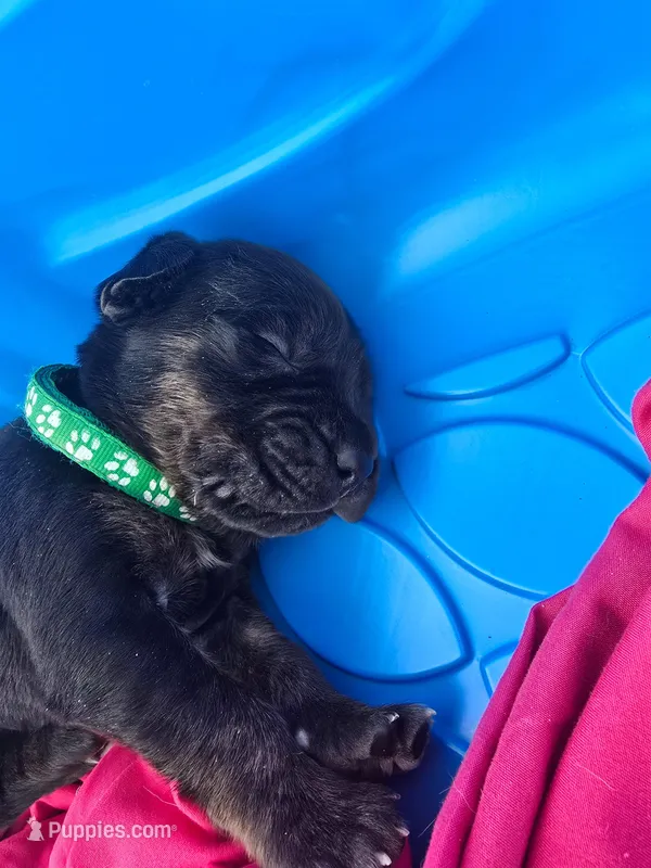 Spec – Cane Corso, Golden Retriever puppy for sale in Grandview, TX