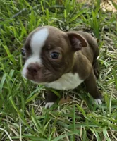 Lil Ricky (dark blue), a male Boston Terrier for sale in Grandview, TX – 2 of 7