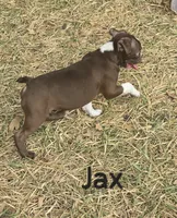 Jax (Green), a male Boston Terrier for sale in Grandview, TX – 4 of 6