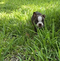 Light Blue, a male Boston Terrier for sale in Grandview, TX – 4 of 6