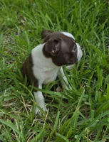 Pink, a female Boston Terrier for sale in Grandview, TX – 6 of 7