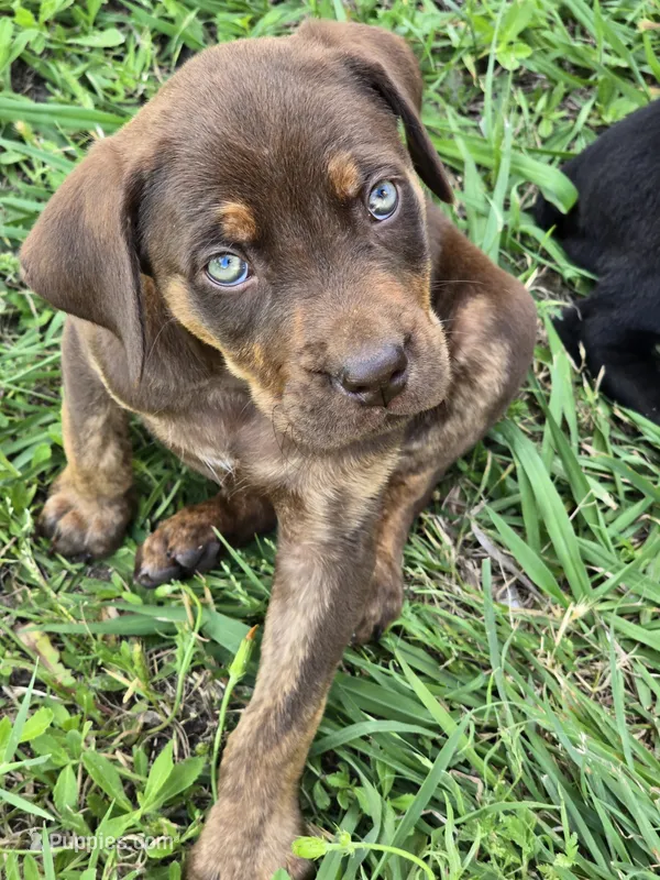 Daisy, a female Cane Corso and Golden Retriever for sale in Grandview, TX – 1 of 4