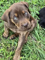 Daisy, a female Cane Corso and Golden Retriever for sale in Grandview, TX – 1 of 4