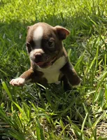 Lil Ricky (dark blue), a male Boston Terrier for sale in Grandview, TX – 5 of 7