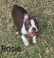 Rosie (Pink), a female Boston Terrier for sale in Grandview, TX – 2 of 7