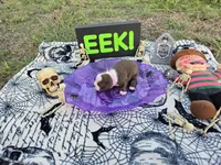 Salem, a female English Bulldog and Boston Terrier for sale in Grandview, TX – 3 of 7