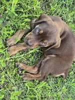 Daisy, a female Cane Corso and Golden Retriever for sale in Grandview, TX – 4 of 4