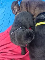 Ember, a female Cane Corso and Golden Retriever for sale in Grandview, TX – Photo 4 of 5