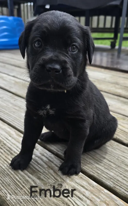Ember – Cane Corso, Golden Retriever puppy for sale in Grandview, TX