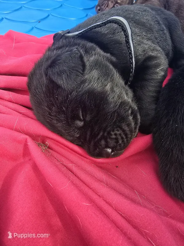 Ember, a female Cane Corso and Golden Retriever for sale in Grandview, TX – Photo 1 of 5