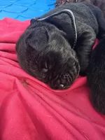 Ember, a female Cane Corso and Golden Retriever for sale in Grandview, TX – Photo 1 of 5