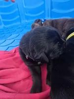 Ember, a female Cane Corso and Golden Retriever for sale in Grandview, TX – Photo 3 of 5